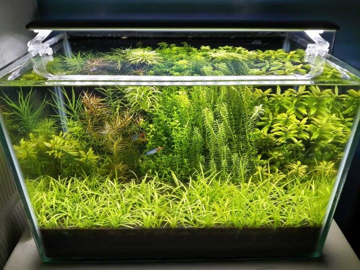taiwanese planted aquarium