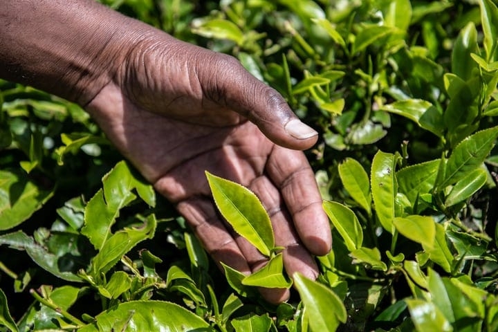 tea making history