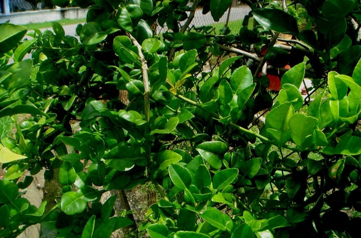 thail lime citrus hystrix