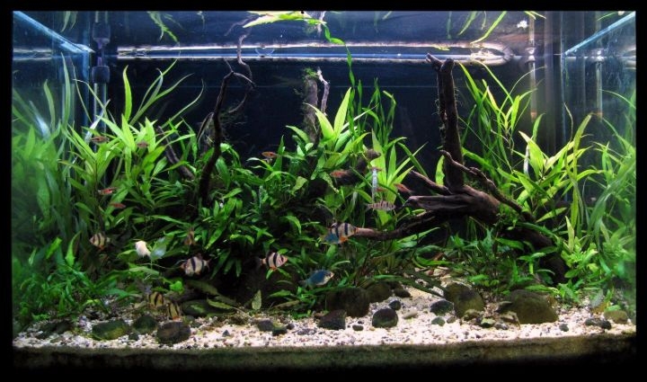 thailand biotope planted aquarium