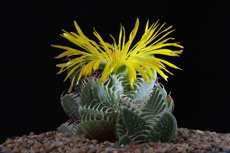 tiger jaws terrarium succulent