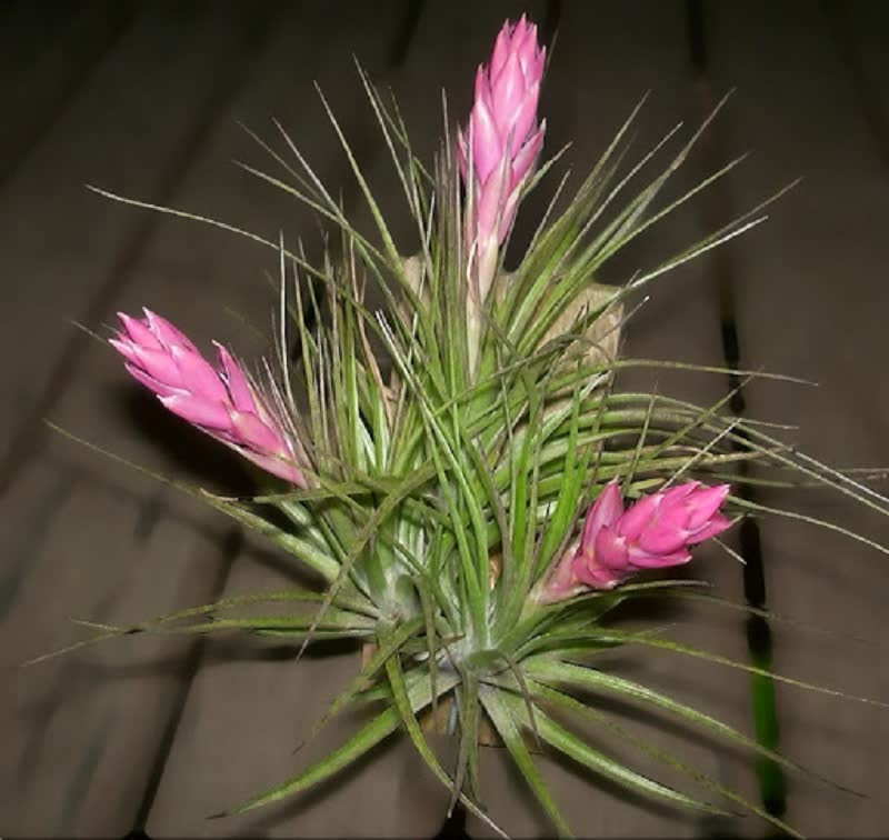 Tillandsia stricta air plant
