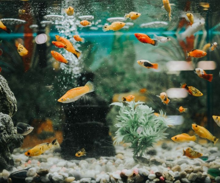 too much fish
