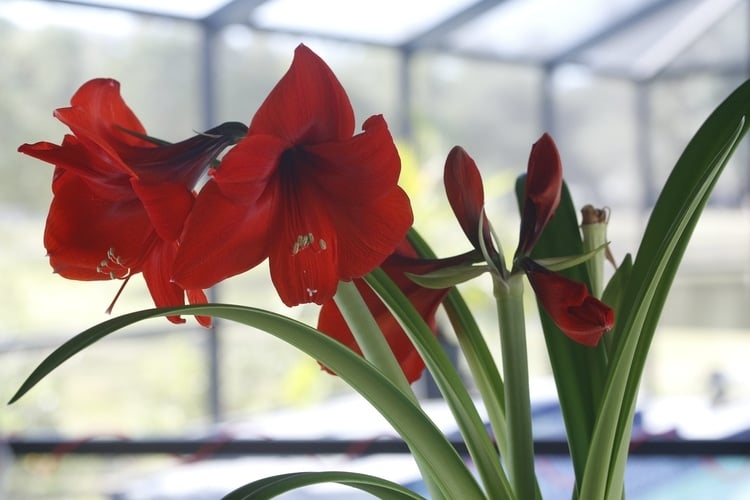 toxic amaryllis plant