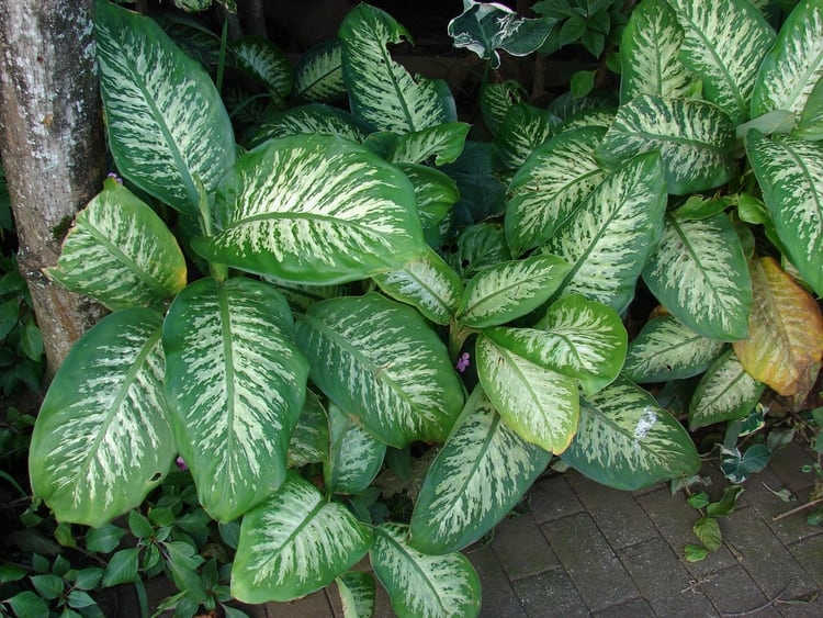 toxic dieffenbachia plant for pet cats