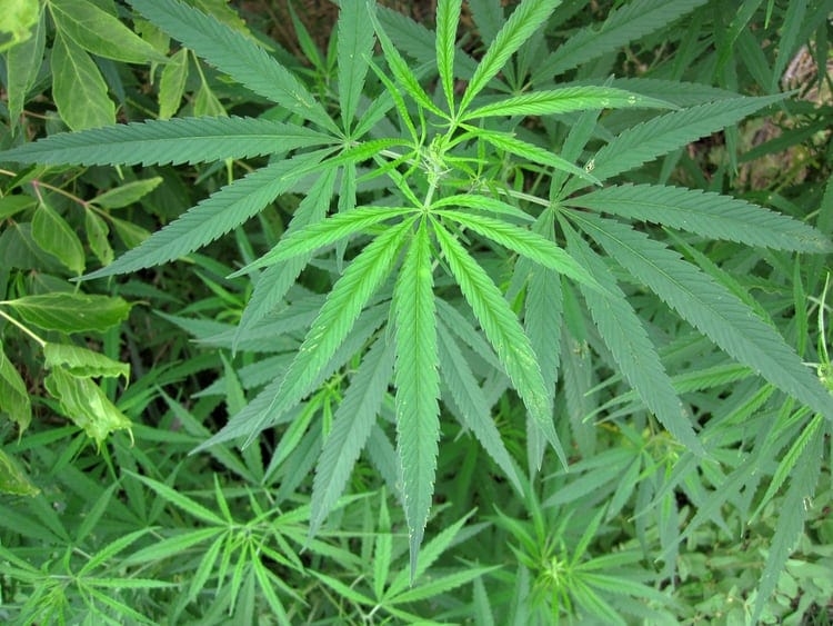 toxic marijuana plant for pets