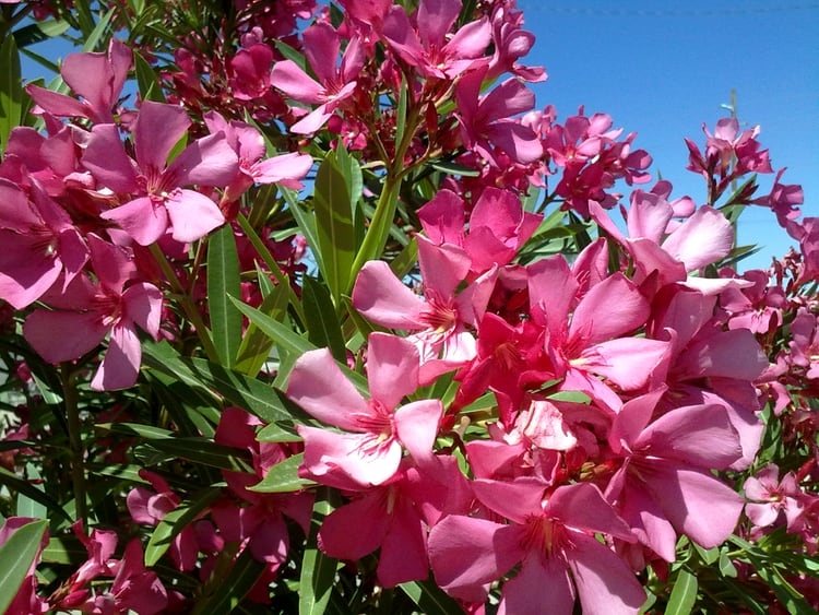 toxic oleander plants for pets
