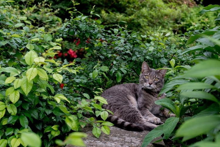 toxic plants to cats