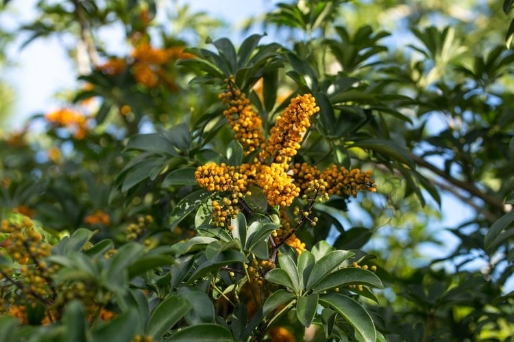 toxic schefflera plant