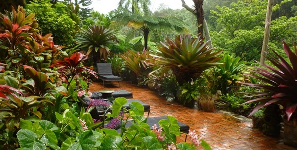 Tropical Garden