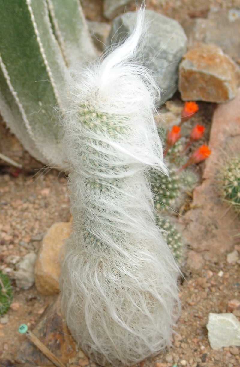 types of cacti and succulents old mans cactus
