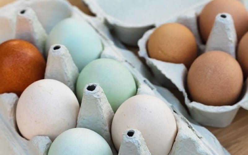 types of chicken eggs colors