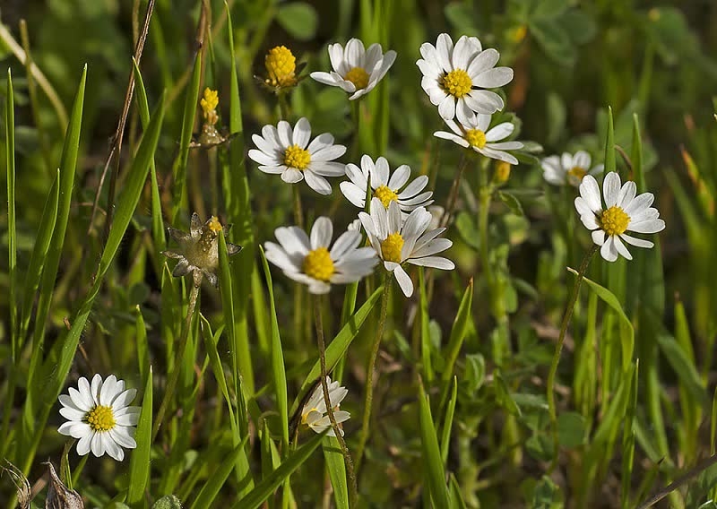 types of daisies
