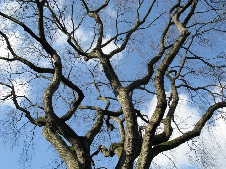 ulmu americana