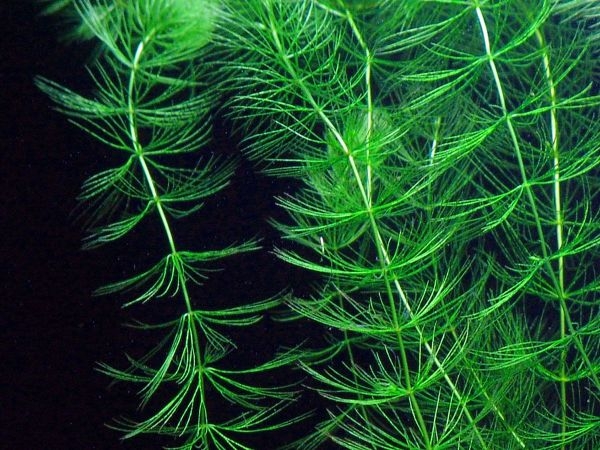 Underwater Plants