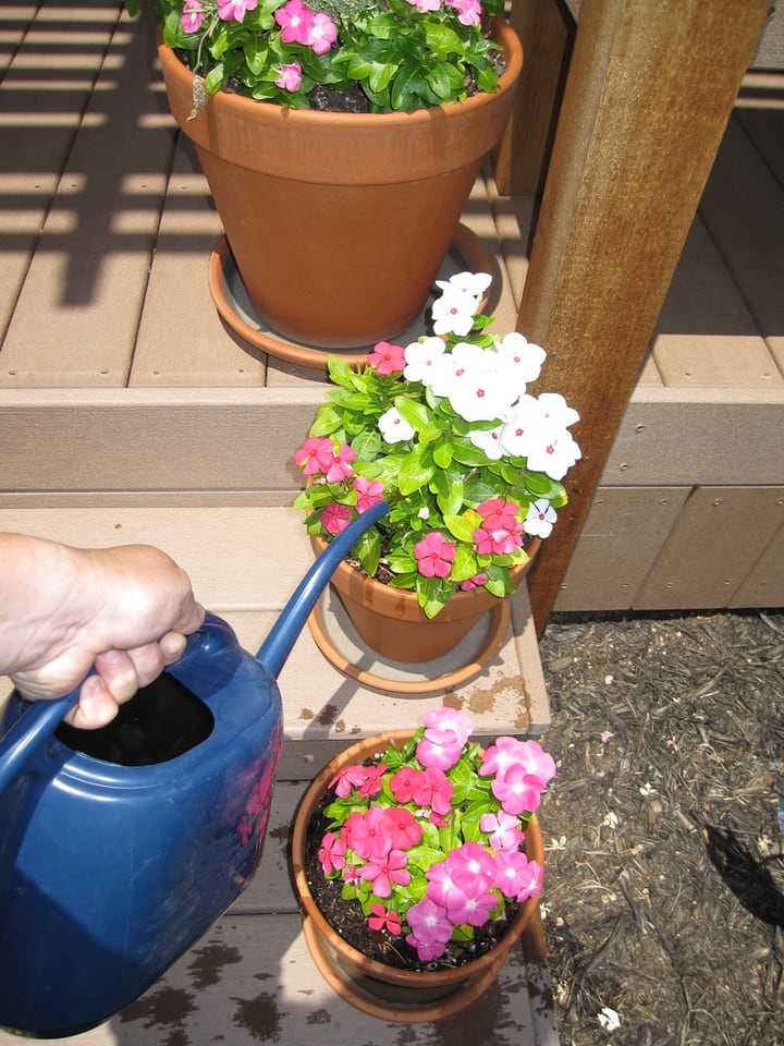 using rain water in the flower garden