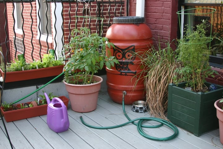 using rain water on houseplants