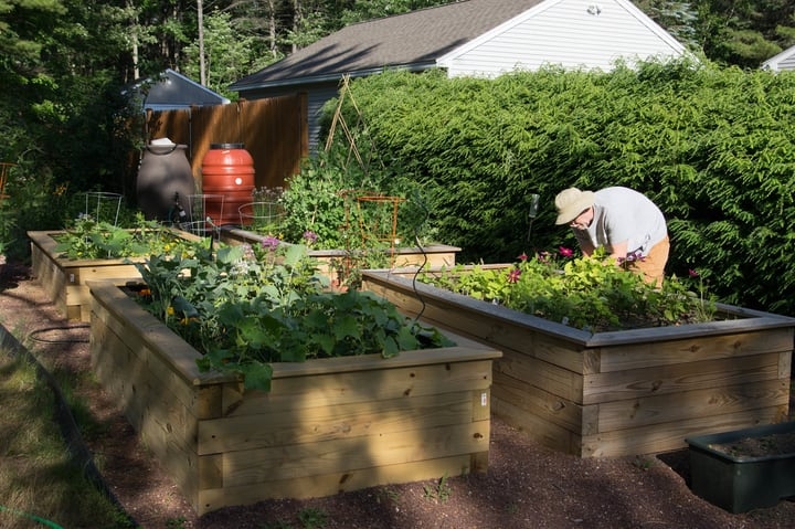 using rain water on vegetable patch