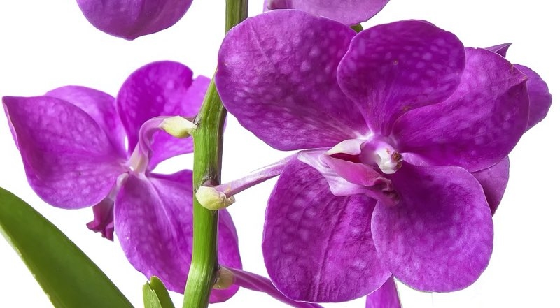 vanda orchid
