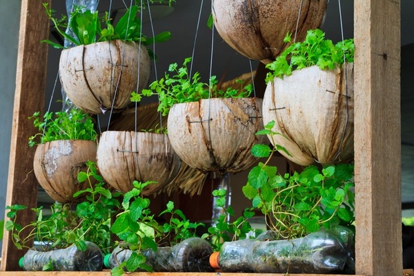 Vertical Gardening Coconut Shells