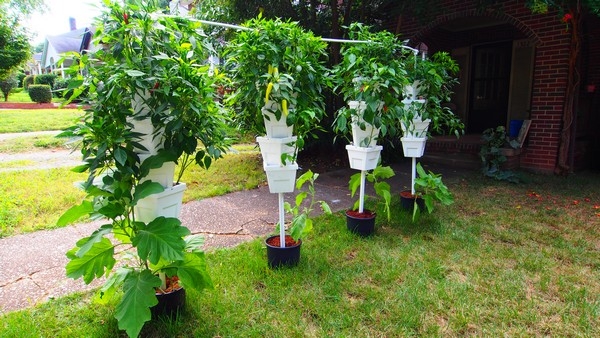 Vertical Hydroponic Gardening