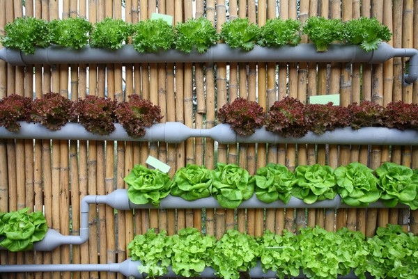 Vertical Vegetable Gardening Pipes