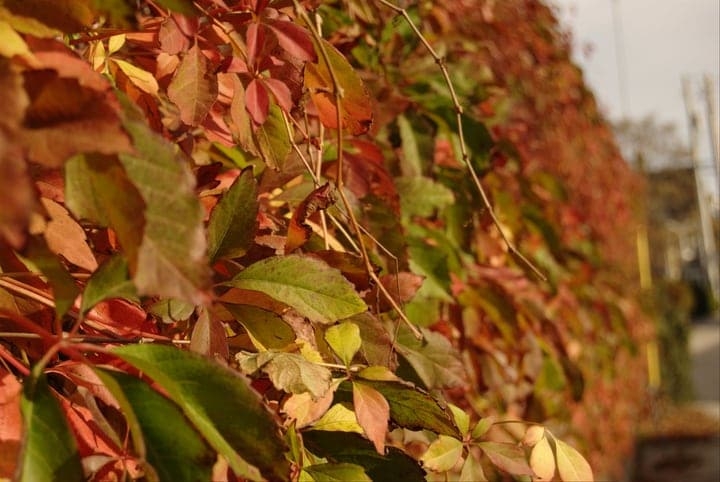virginia creeper growing on walls