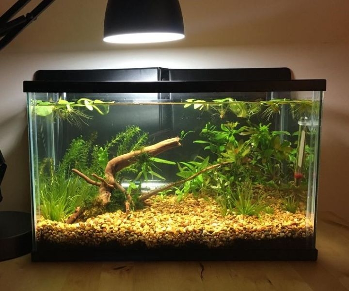 walstad planted aquarium