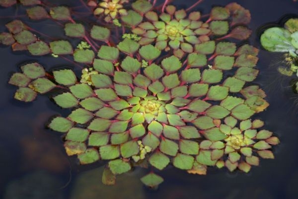 Water Garden Plants For Pond