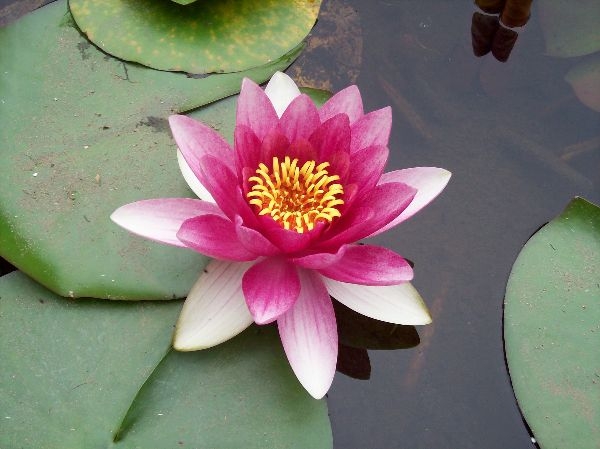 Water Garden Plants