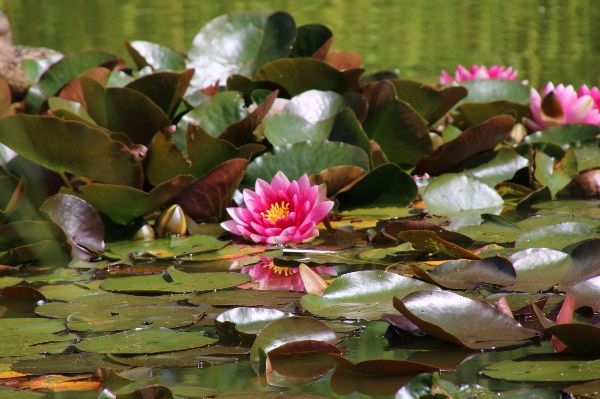 Water Loving Plants For Pond