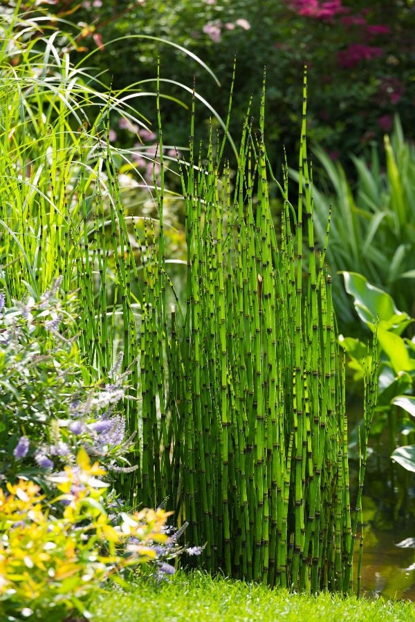 Water Loving Plants