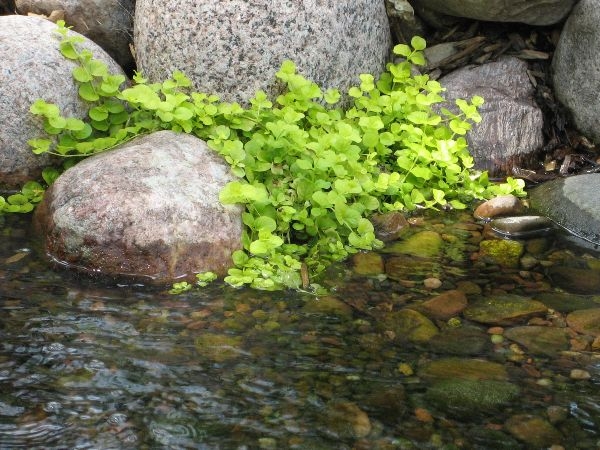 Water Plants For Ponds