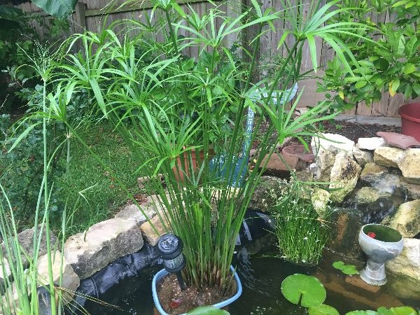 Water Plants For Sale Near Me