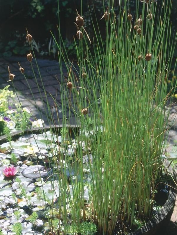 Water Plants For Sale