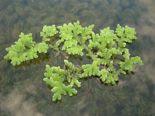 Water Plants Names
