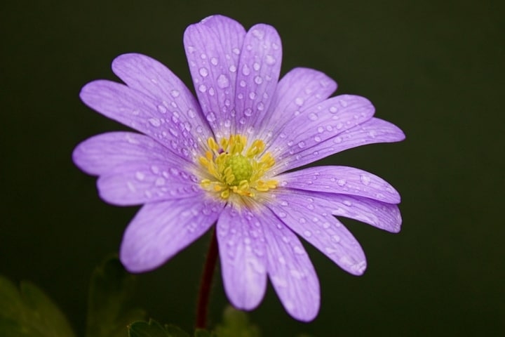watering anemone flower