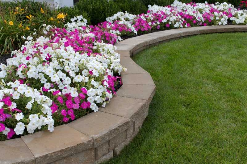 wave petunias