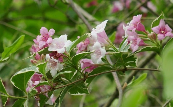 weigela ornamental plant market gardening