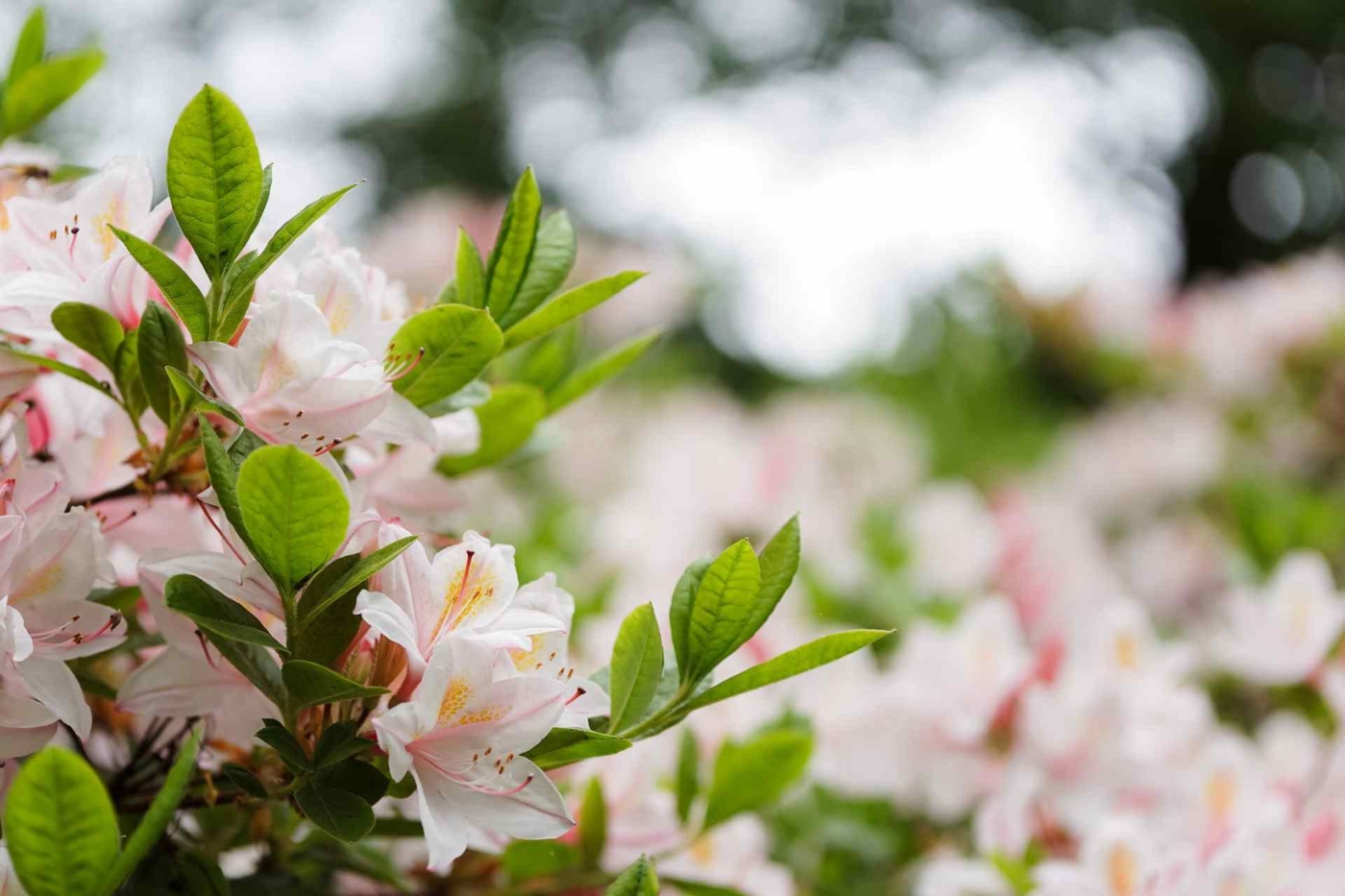 white azaleas