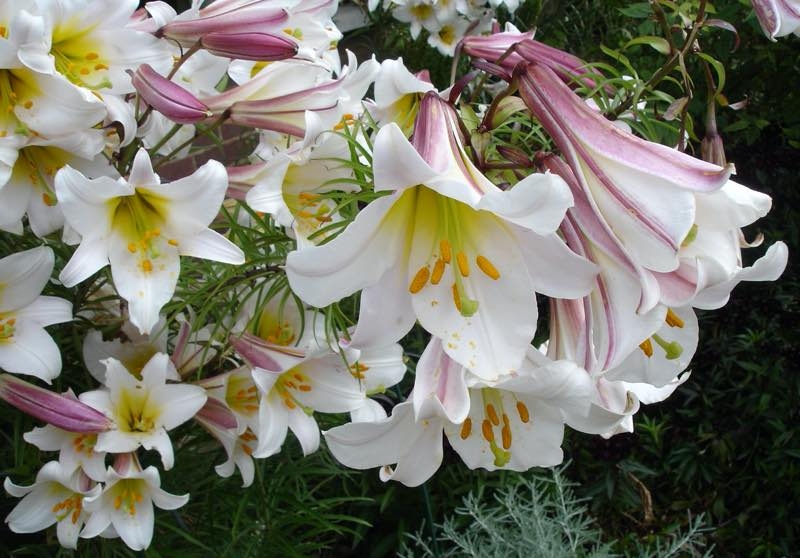 white lilies