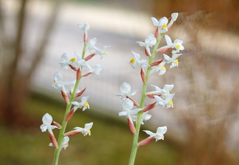 white orchids