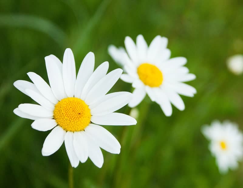 white yellow diasies