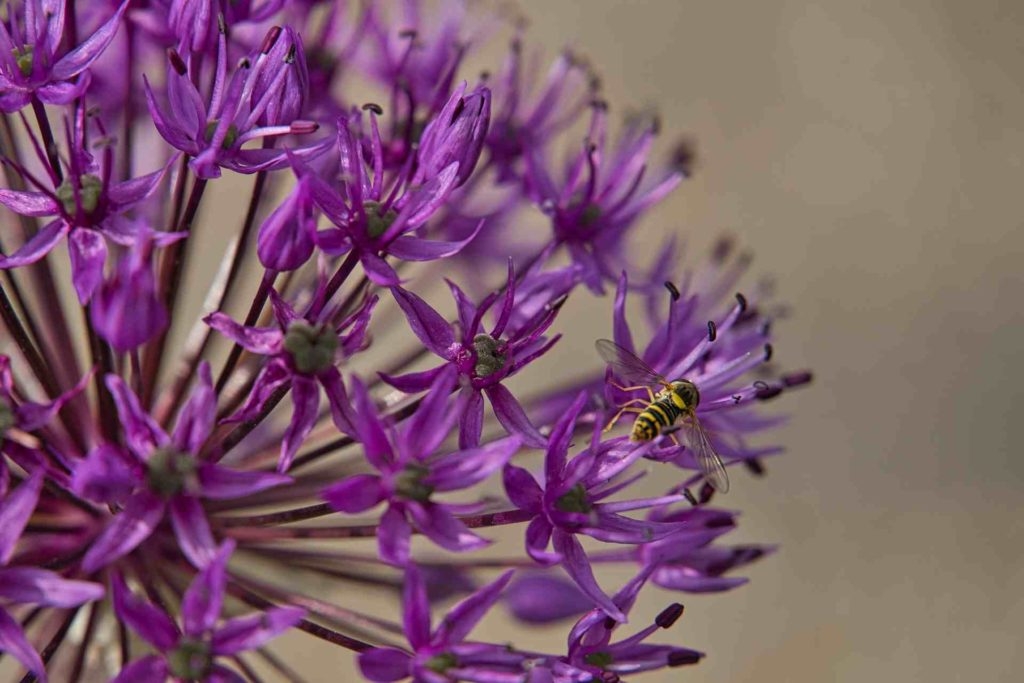 wild onion