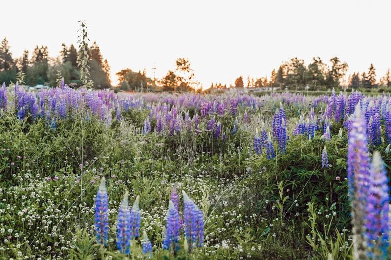 wildflower garden