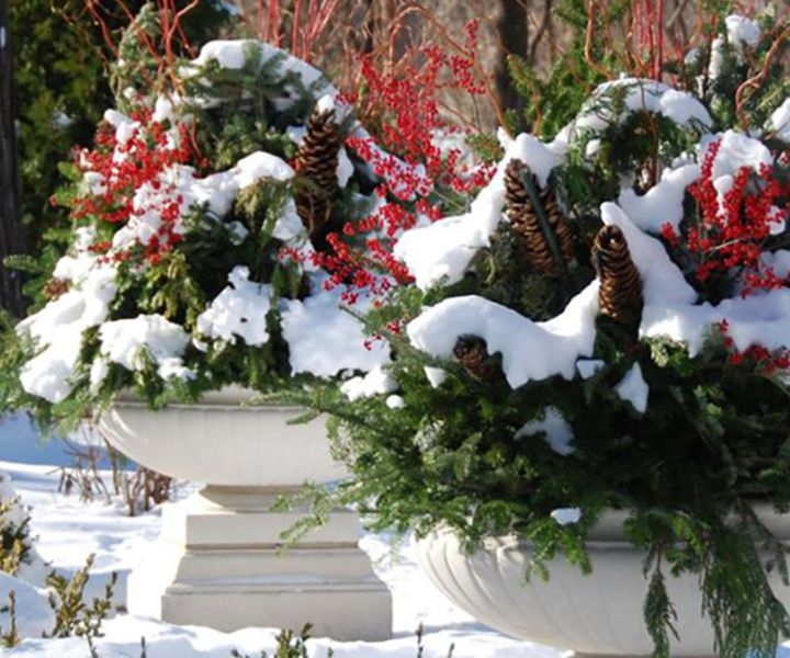 winter gardening colorado