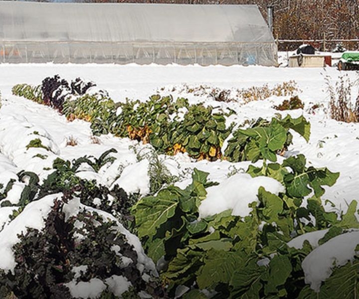 winter gardening north carolina