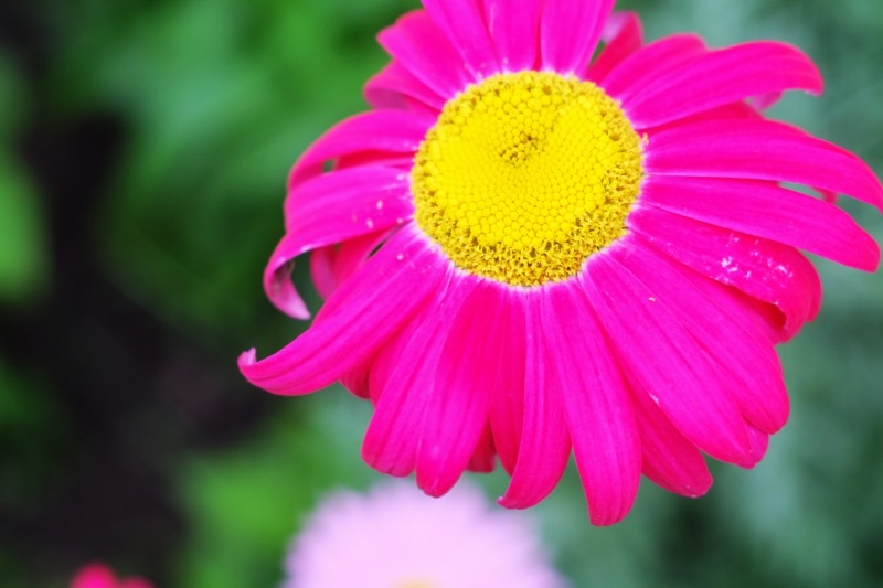 yellow pink daisy