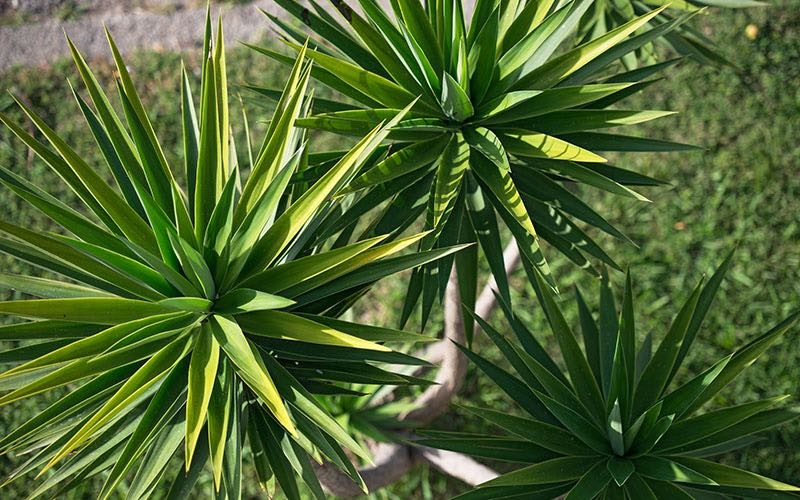yucca caring growing watering plant