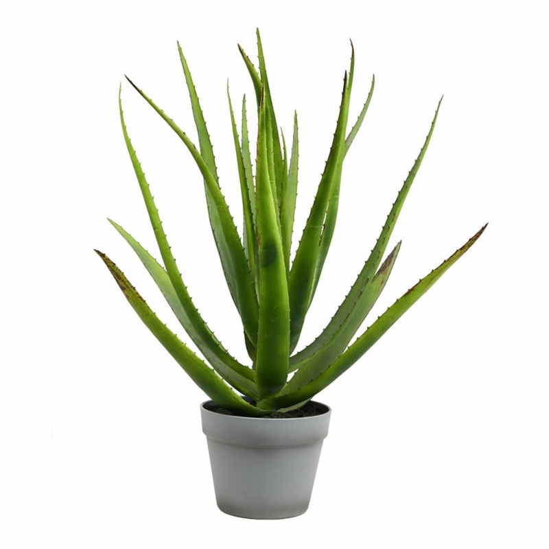 Aloe in Pot